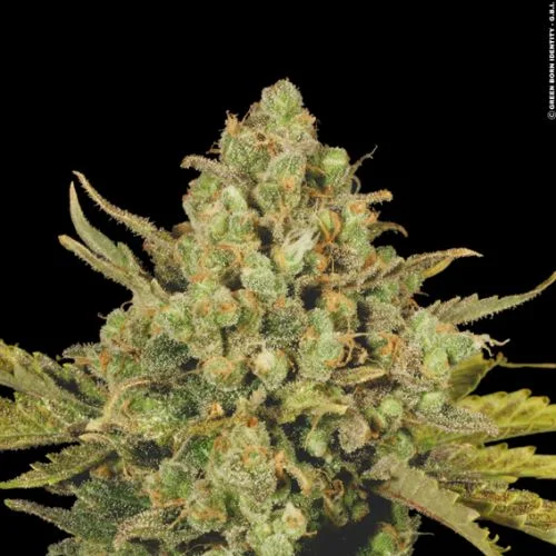 Warlock van Serious Seeds