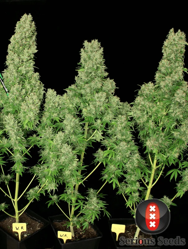 White Russian van Serious Seeds