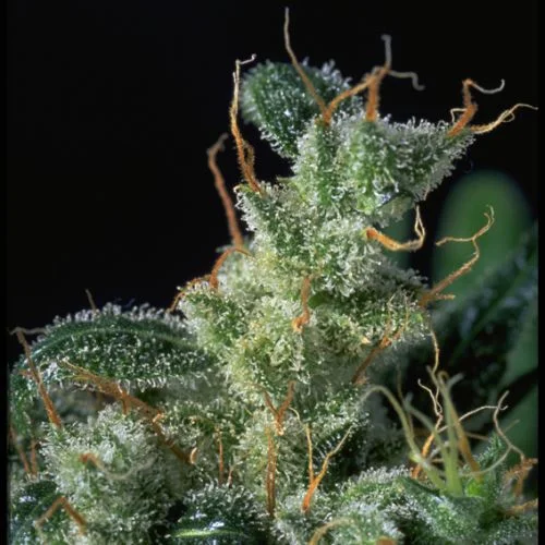 Kali Mist van Serious Seeds
