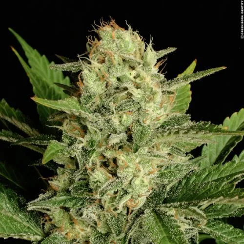 Motavation van Serious Seeds