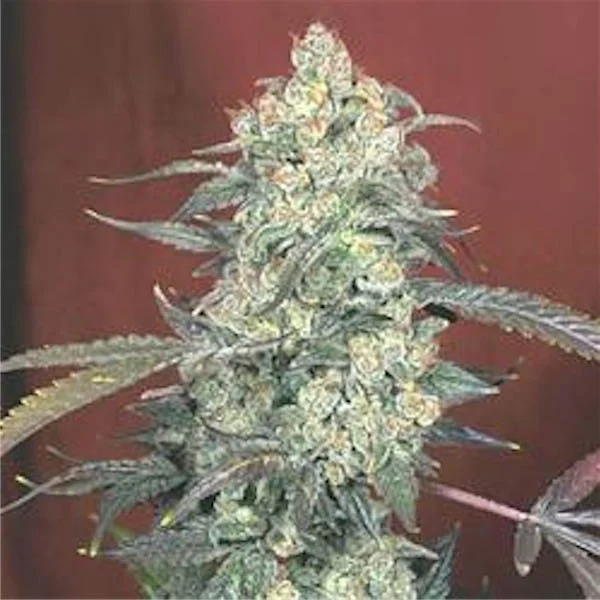 AK 47 van Serious Seeds