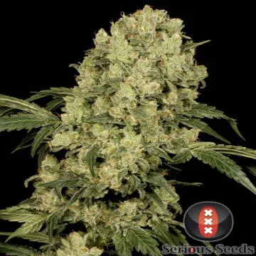 AK 47 van Serious Seeds