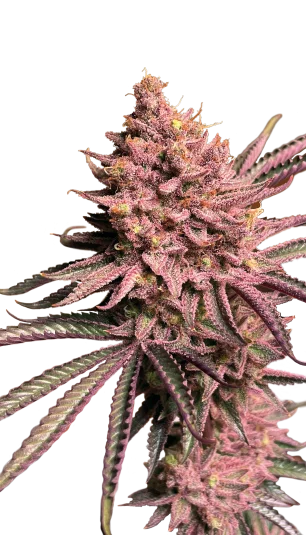 Seriotica van Serious Seeds