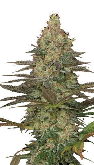 Seriosa van Serious Seeds