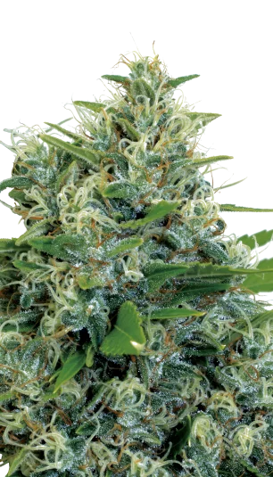 KaliBubba van Serious Seeds
