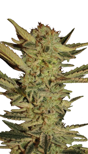 Bubble Gum van Serious Seeds
