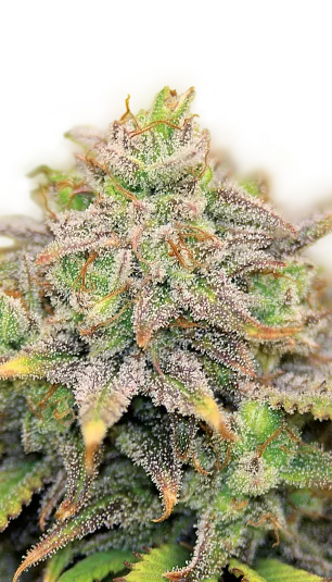 CBD Warlock van Serious Seeds