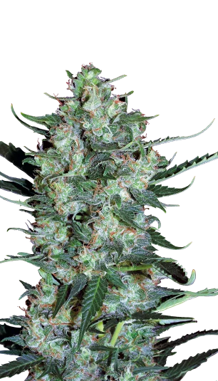 White Russian van Serious Seeds