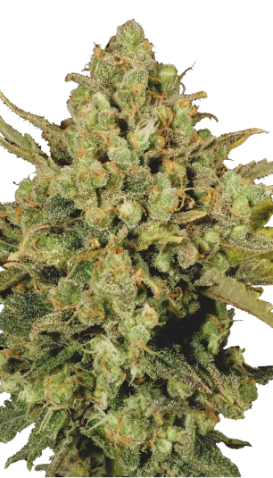 Warlock van Serious Seeds
