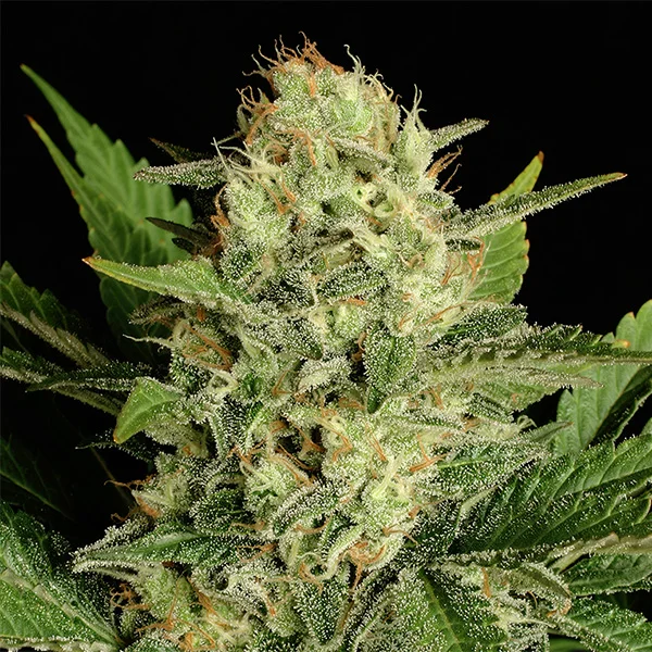 Motavation van Serious Seeds