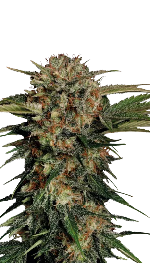 Motavation van Serious Seeds
