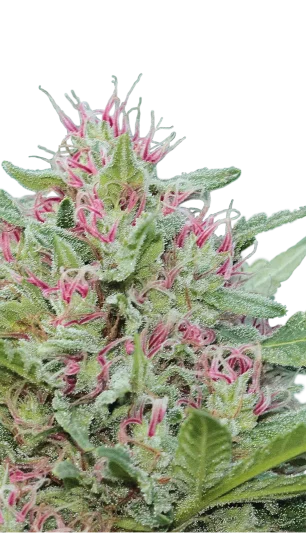 Serious 6 van Serious Seeds