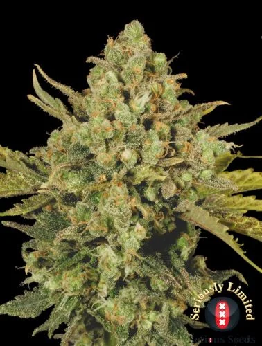 CBD-enriched Warlock van Serious Seeds