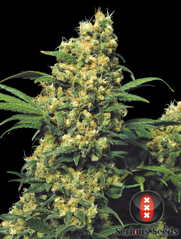 Warlock van Serious Seeds