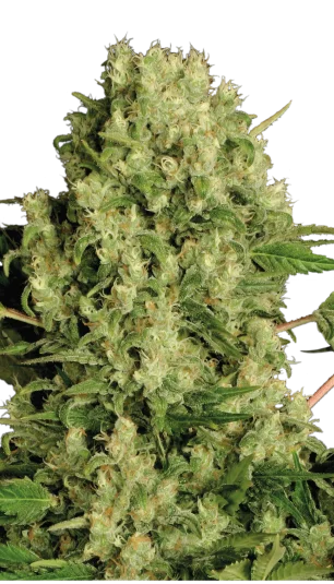 White Russian van Serious Seeds