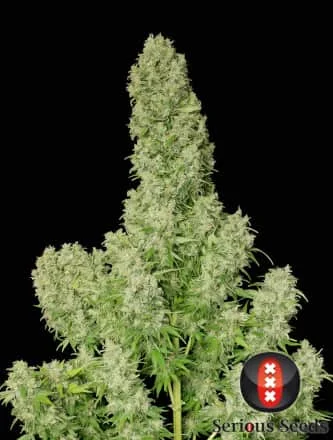 White Russian van Serious Seeds