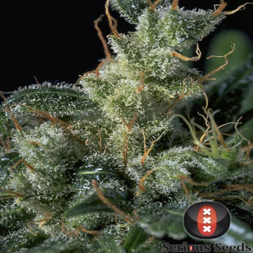 Kali Mist van Serious Seeds