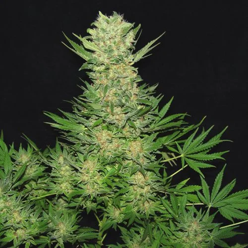 Double Dutch van Serious Seeds