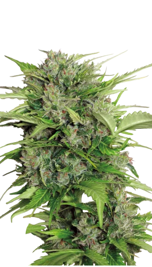 AK47 van Serious Seeds