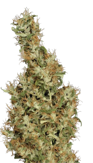Kali Mist van Serious Seeds