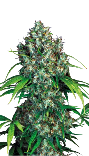 Double Dutch van Serious Seeds