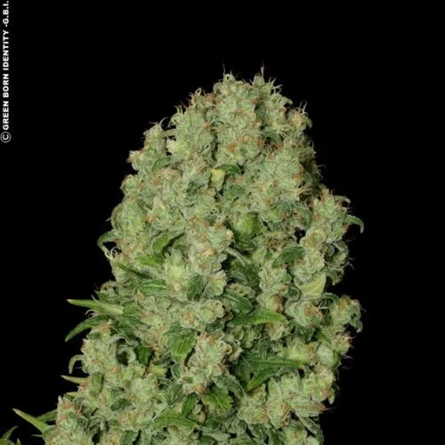 White Russian van Serious Seeds