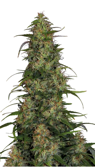 CBD-Chronic van Serious Seeds