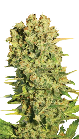 Chronic van Serious Seeds