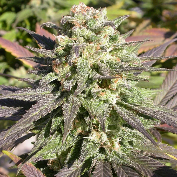 CBD-enriched Warlock van Serious Seeds