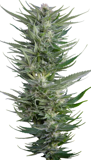 Fruity Durban van Serious Seeds