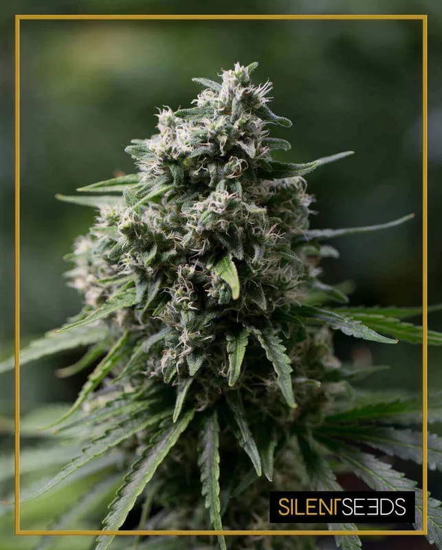 Critical + 2.0 van Silent Seeds