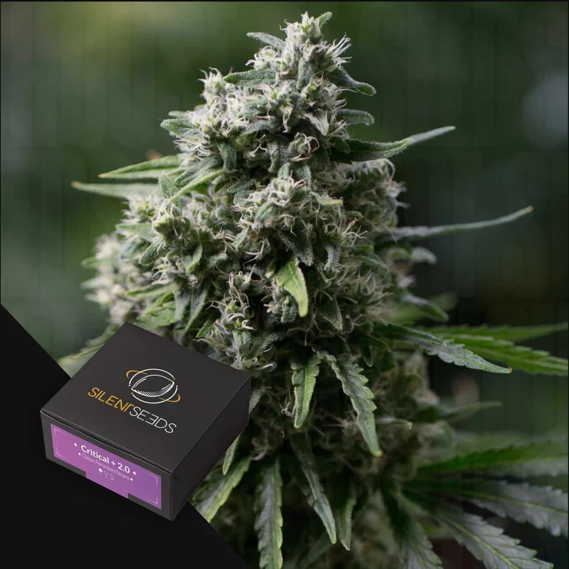 Critical + 2.0 van Silent Seeds
