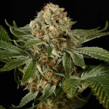 OG Kush van Silent Seeds