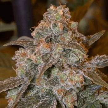 Gorilla Frost van Silent Seeds