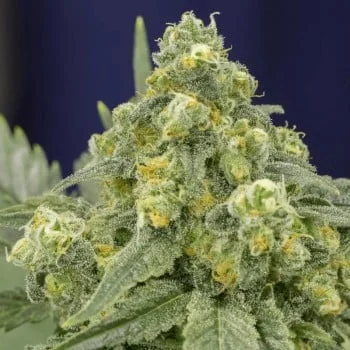 White Widow van Silent Seeds