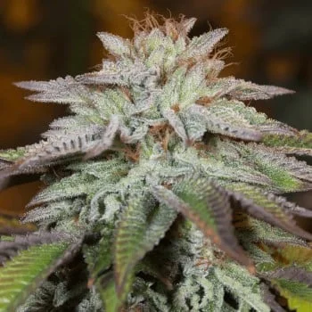 L.A. Vanilla Cake van Silent Seeds