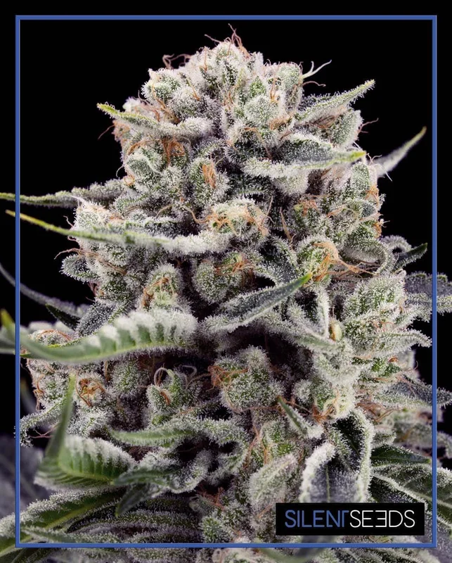 B-45 By BOOBA van Silent Seeds