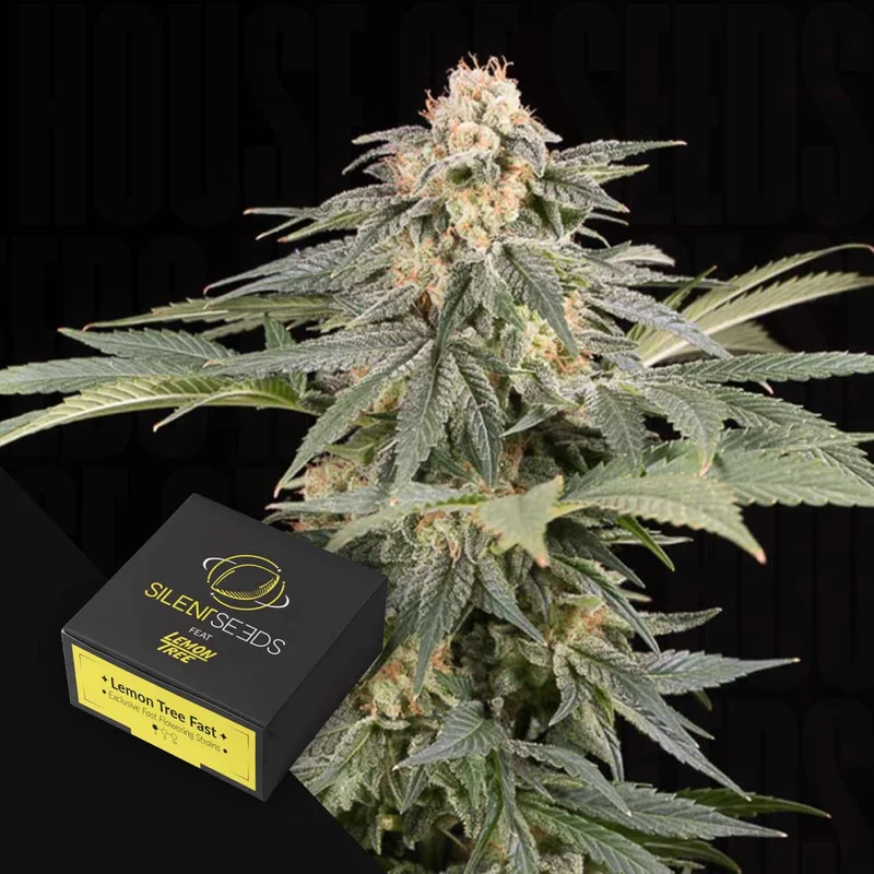 Lemon Tree Fast van Silent Seeds