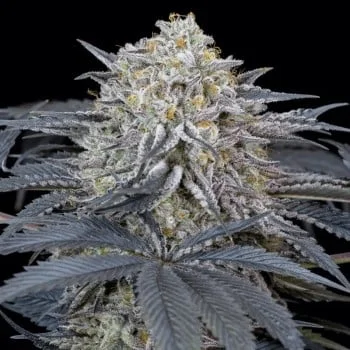 Watermelon Runtz van Silent Seeds