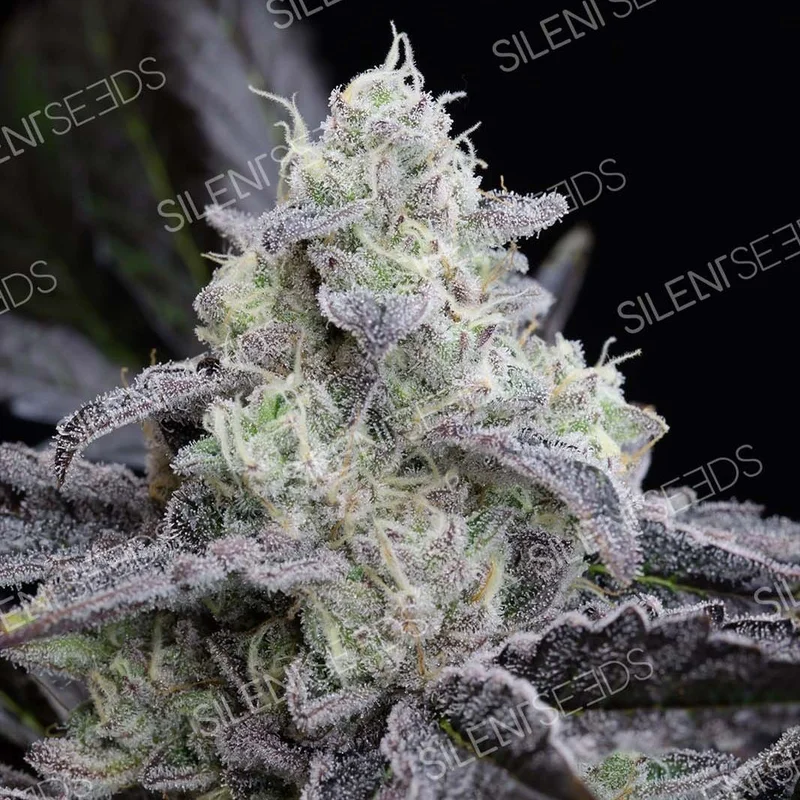 L.A.Vanilla Cake van Silent Seeds