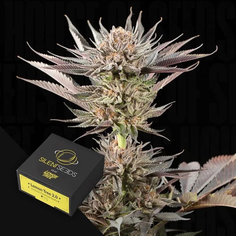 Lemon Tree 2.0 van Silent Seeds