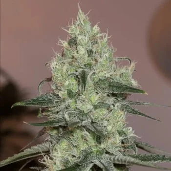 Original Amnesia van Silent Seeds