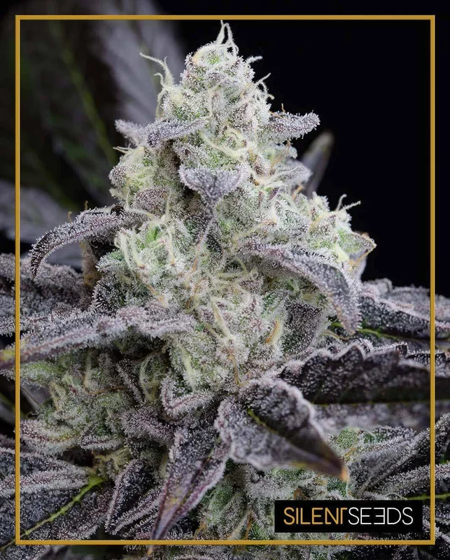 L.A.Vanilla Cake van Silent Seeds