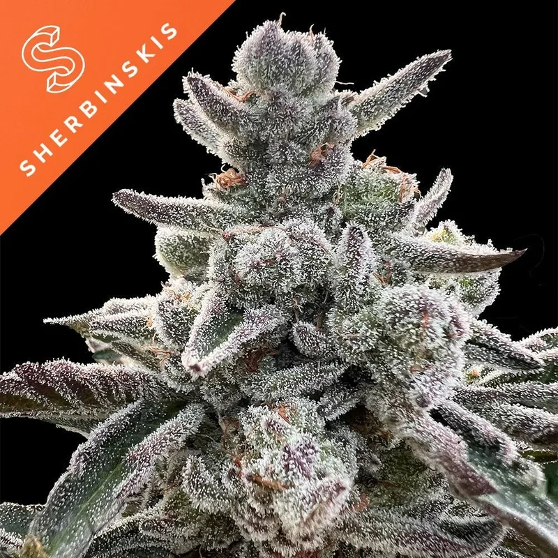 Polar Gelato (Sherbinskis x Silent Seeds) van Silent Seeds