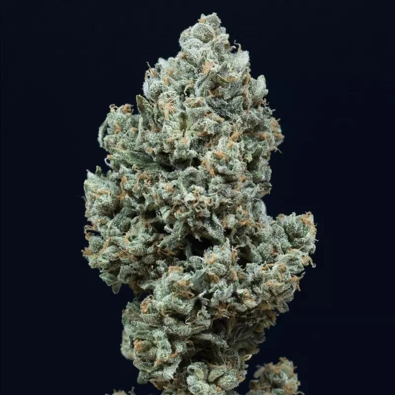 Critical+ 2.0 van Silent Seeds