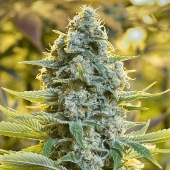 Moby Dick van Silent Seeds