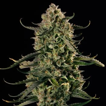 MAC Dawg XXL van Silent Seeds