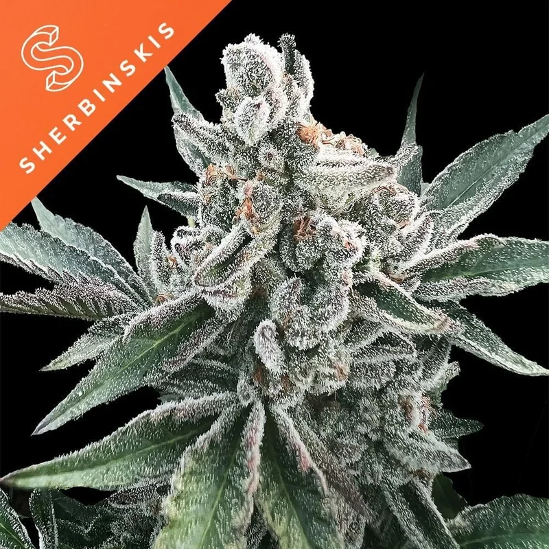 Polar Gelato (Sherbinskis x Silent Seeds) van Silent Seeds