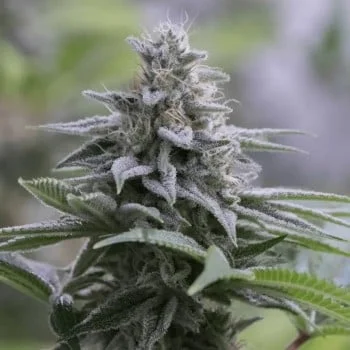 Zkittlez 2.0 van Silent Seeds