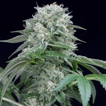 Starfire OG van Silent Seeds